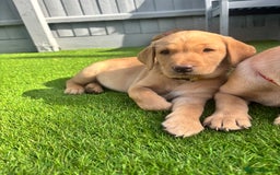 Labrador Retriever dogs for sale: Exceptional KC FTCH Working Labrador Pups - Image 24
