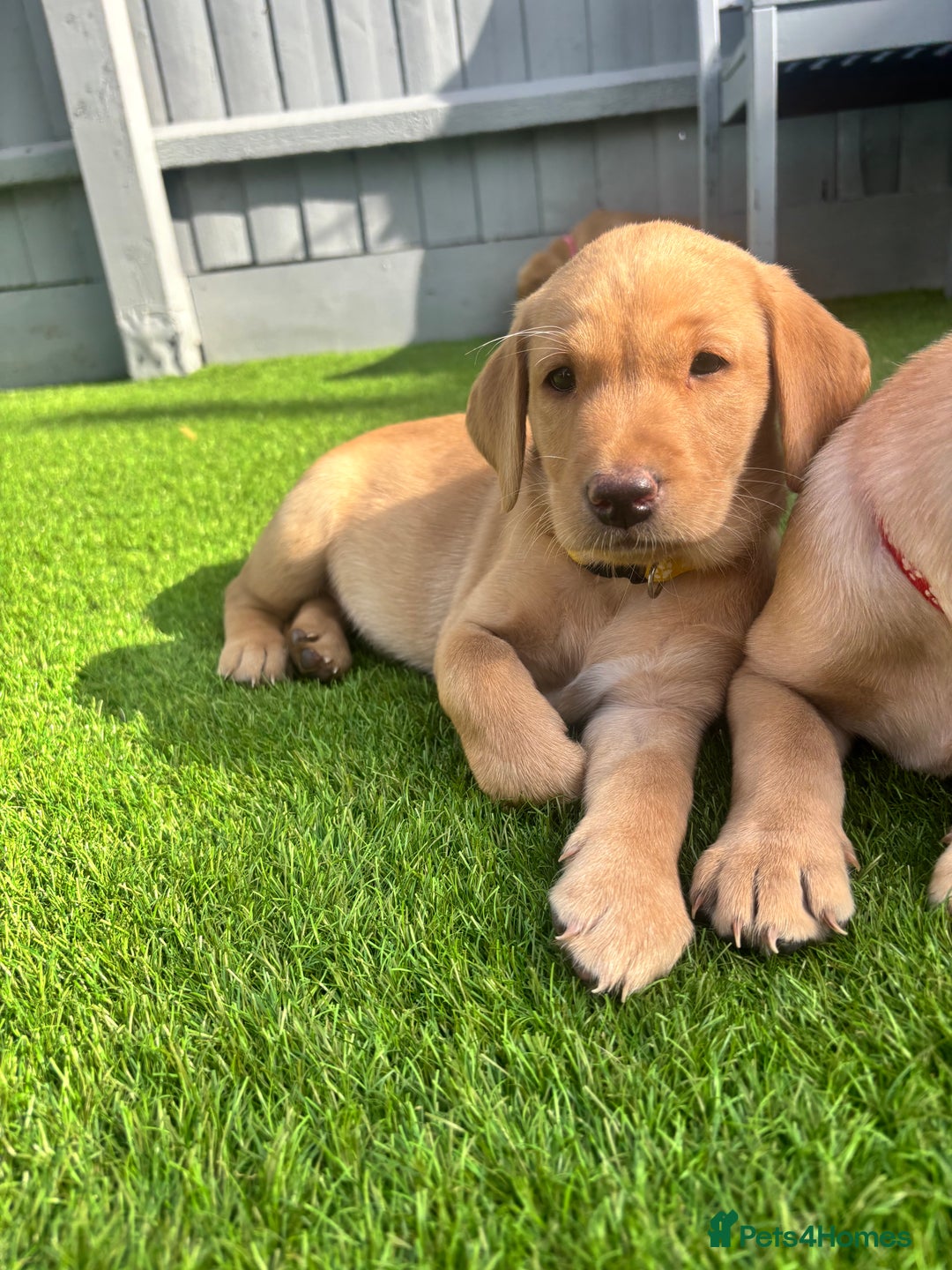 Labrador Retriever dogs for sale: Exceptional KC FTCH Working Labrador Pups - Image 24