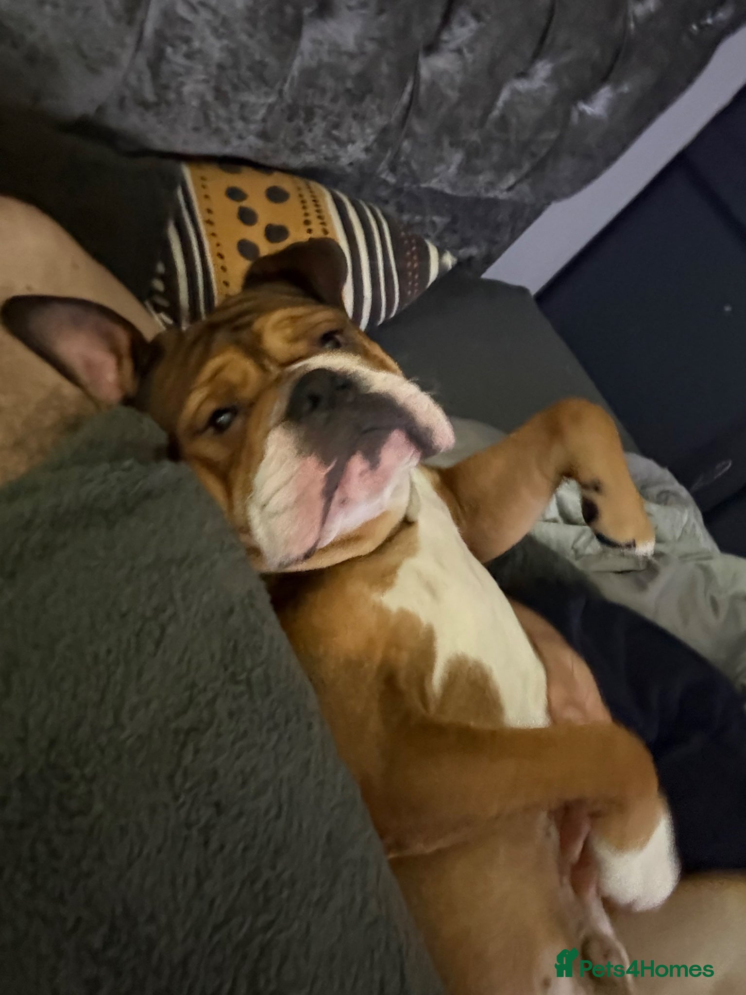 English Bulldog dogs Buddy needs a family - Advert 4