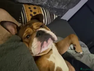 English Bulldog dogs Buddy needs a family - Advert 4