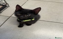 Mixed Breed cats for sale: Last Three Kittens for Sale 2 Girls and 1 Boy - Image 4