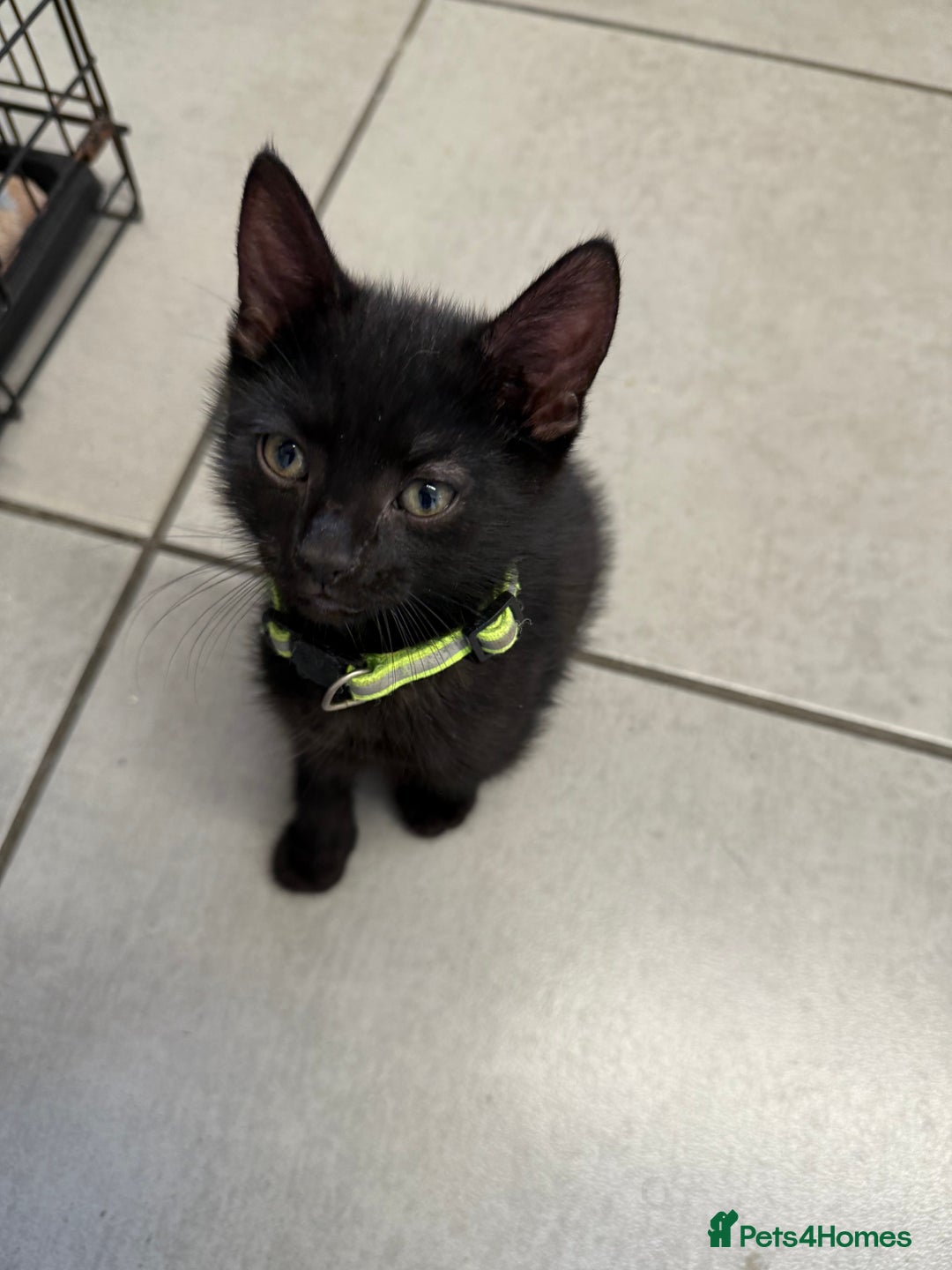 Mixed Breed cats for sale: Last Three Kittens for Sale 2 Girls and 1 Boy - Image 4