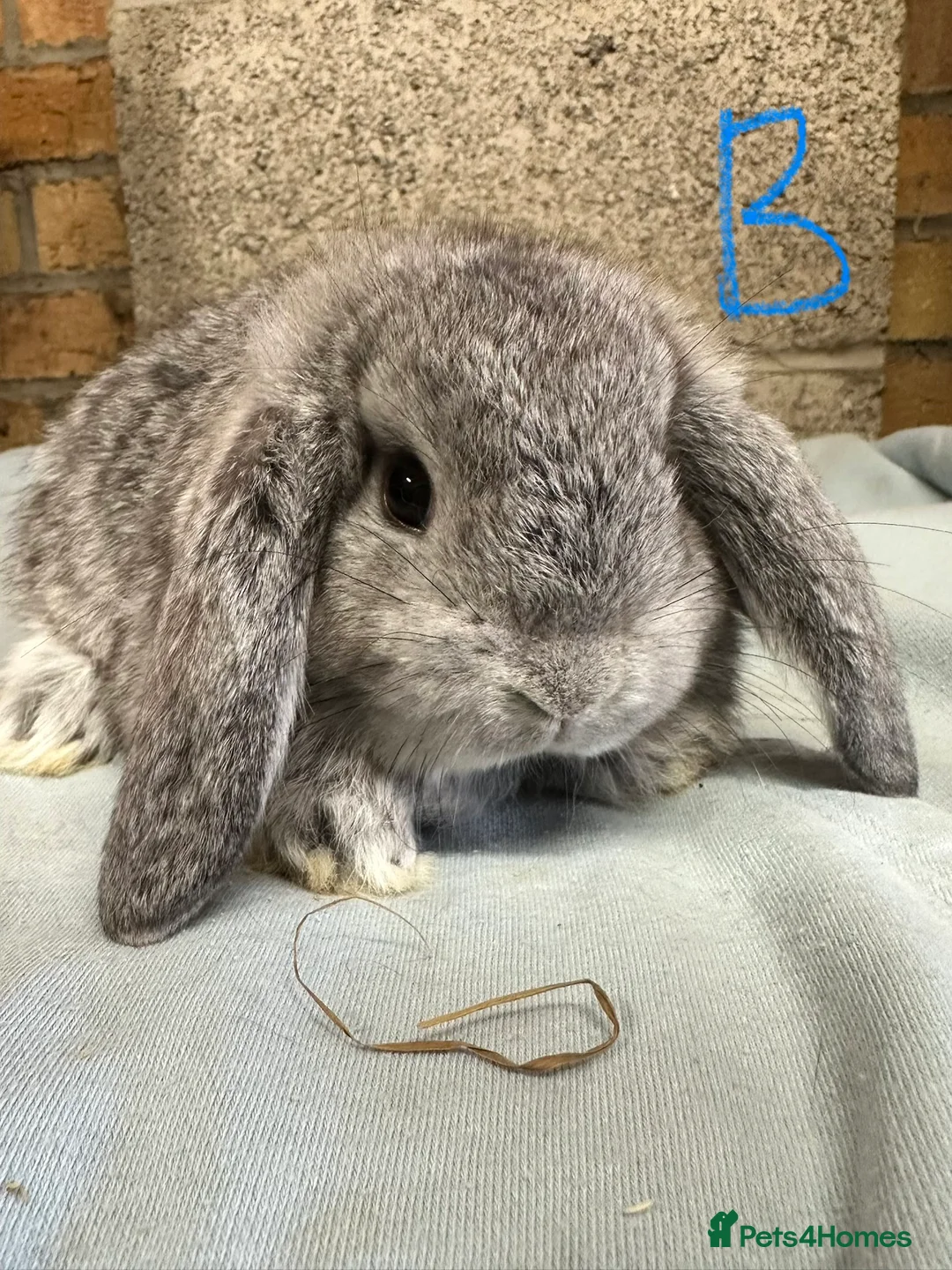 Mini Lop rabbits for sale: Mini Lop rabbits For Sale  - Advert 1