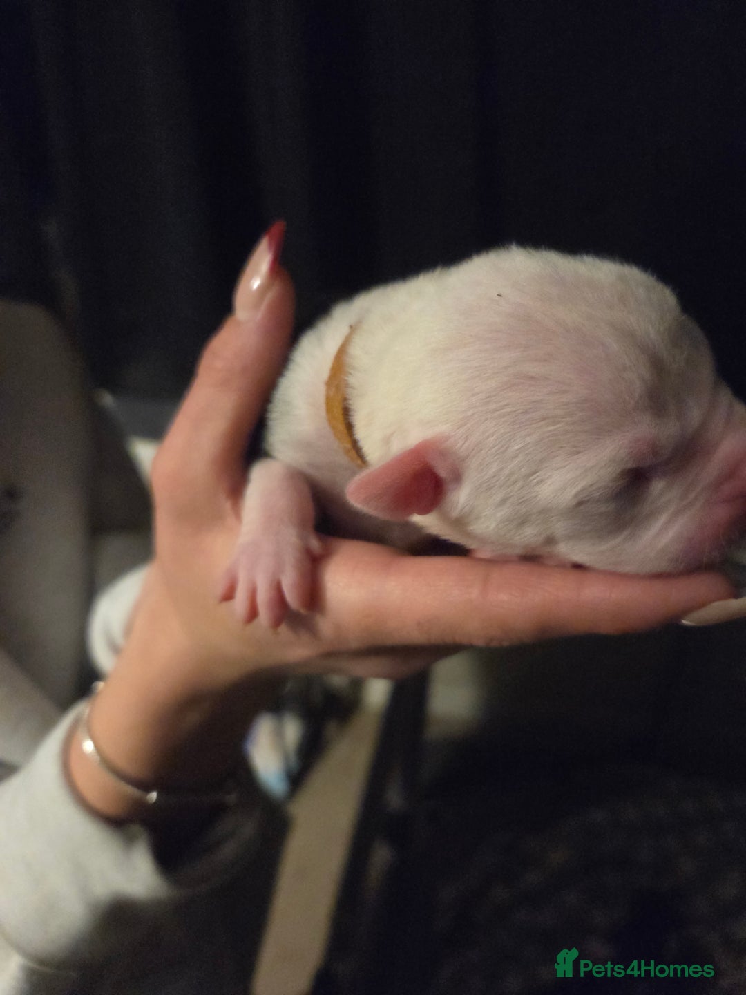 American Bulldog dogs for sale: American bulldog puppies  - Image 25