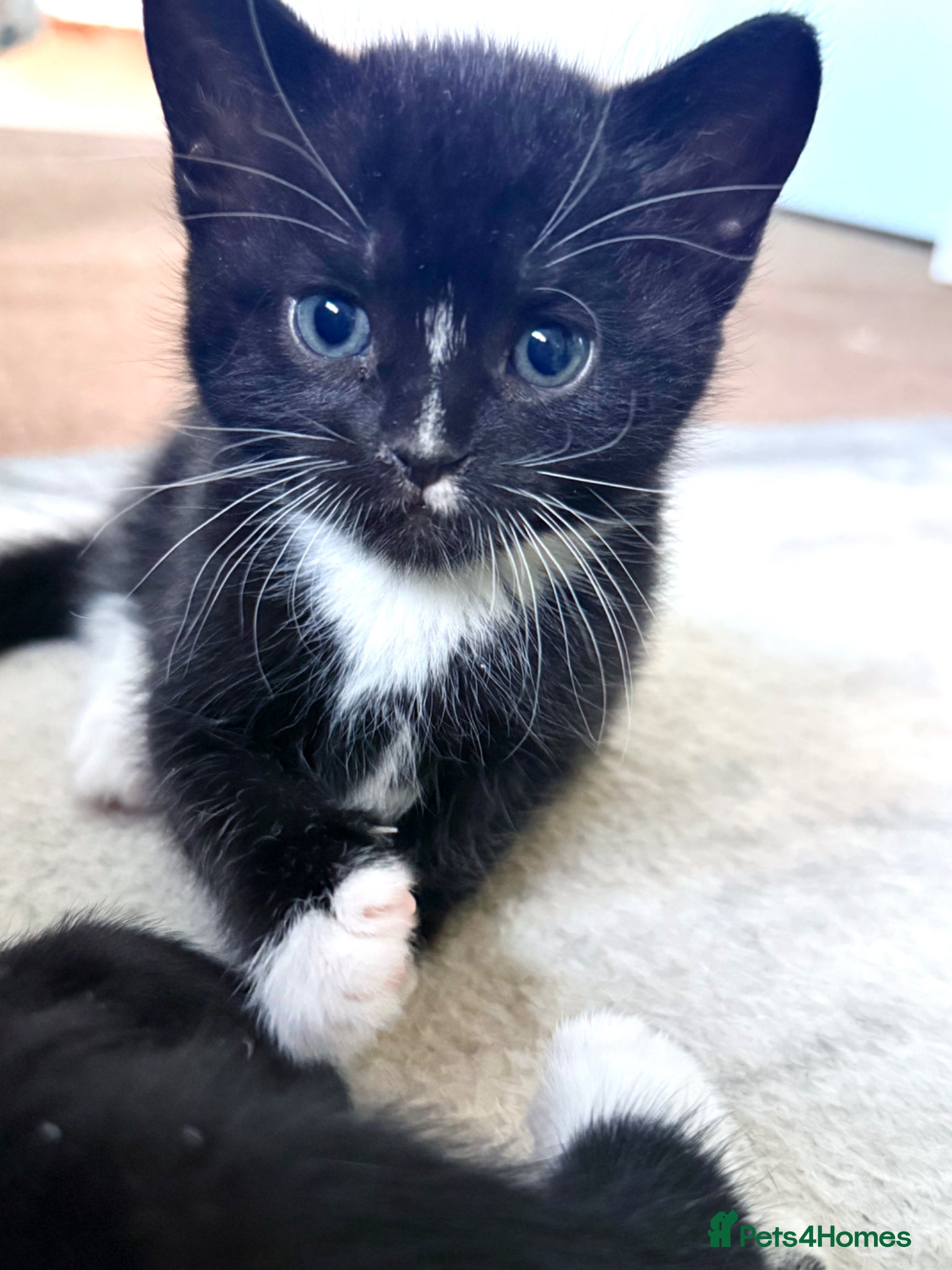 Mixed Breed cats Rare Bombay Mix Kittens🖤Home Raised - Advert 1
