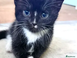 Mixed Breed cats Rare Bombay Mix Kittens🖤Home Raised - Advert 1