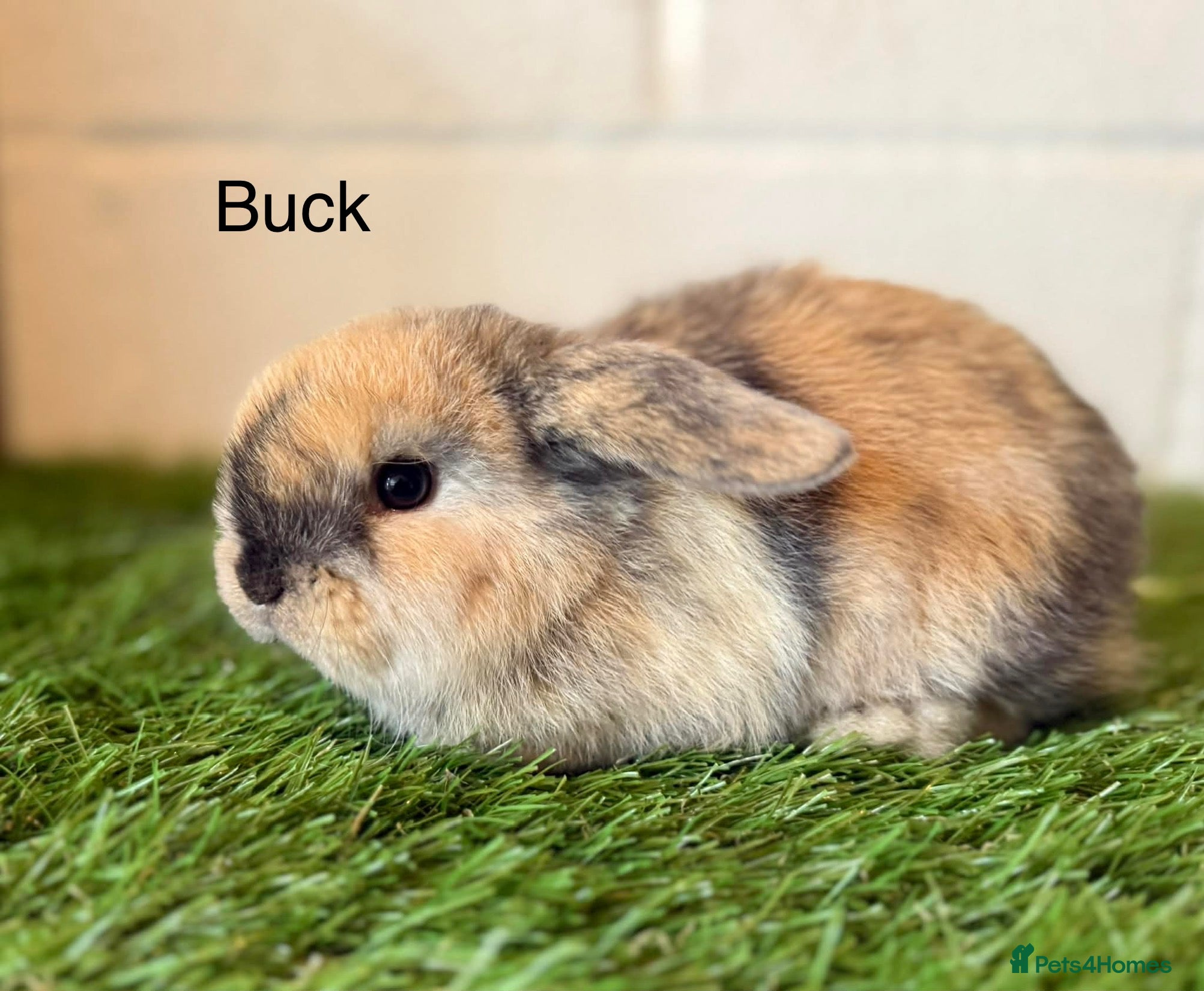 Mini Lop rabbits Stunning Mini Lops  - Advert 18