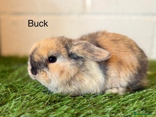 Mini Lop rabbits Stunning Mini Lops - Advert 18