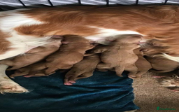 Cavapoo dogs for sale: DNA Health Tested Cavapoos  - Image 16