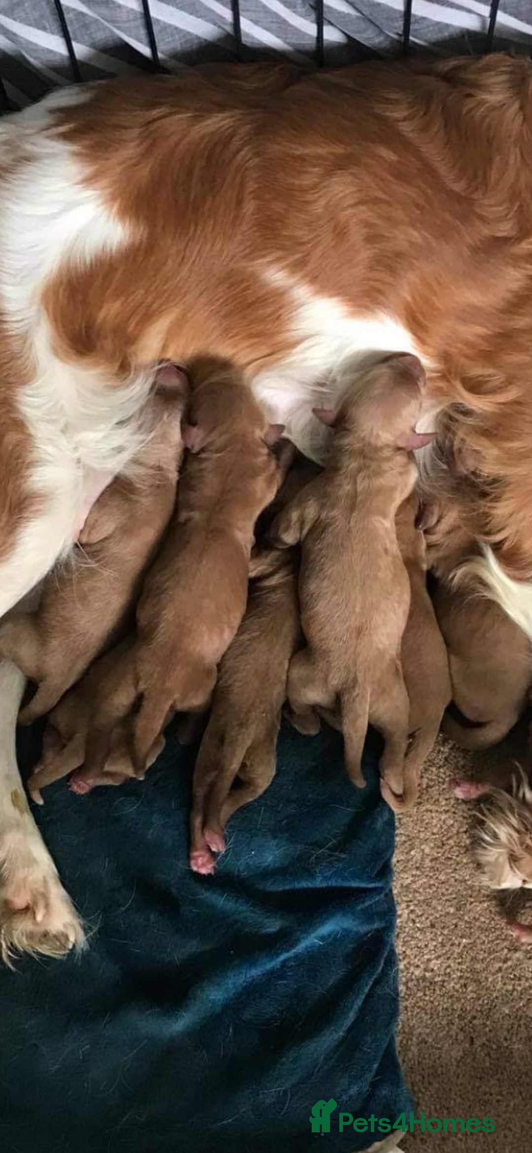 Cavapoo dogs for sale: DNA Health Tested Cavapoos  - Image 16