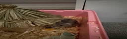 Hamster rodents for sale: Russian Dwarf Hamster in Colchester - Advert 2