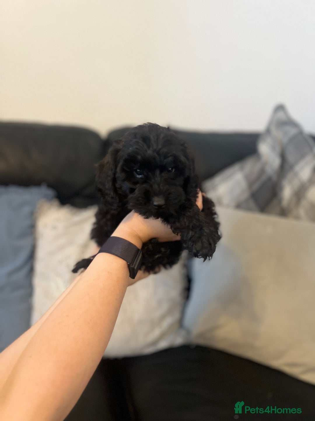 Cockapoo dogs for sale: Stunning Cockapoo puppy 🐶🤍 - Image 8