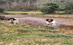 Cockapoo dogs for sale: Beautiful Chocolate and Merle F1 babies - Image 16