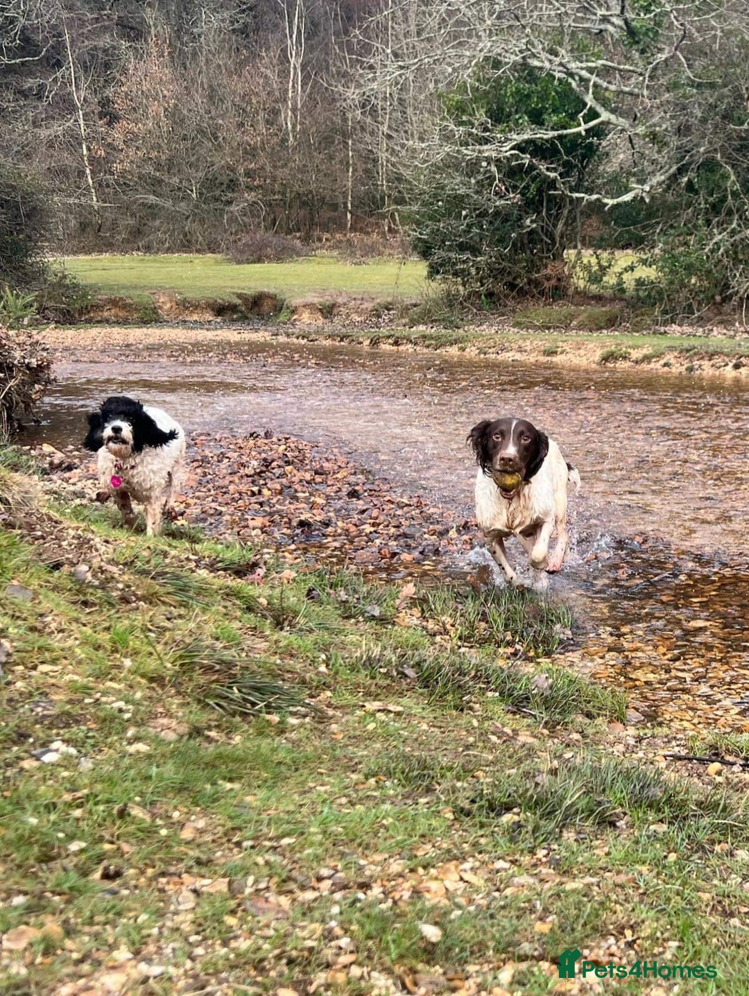 Cockapoo dogs for sale: Beautiful Chocolate and Merle F1 babies - Image 16