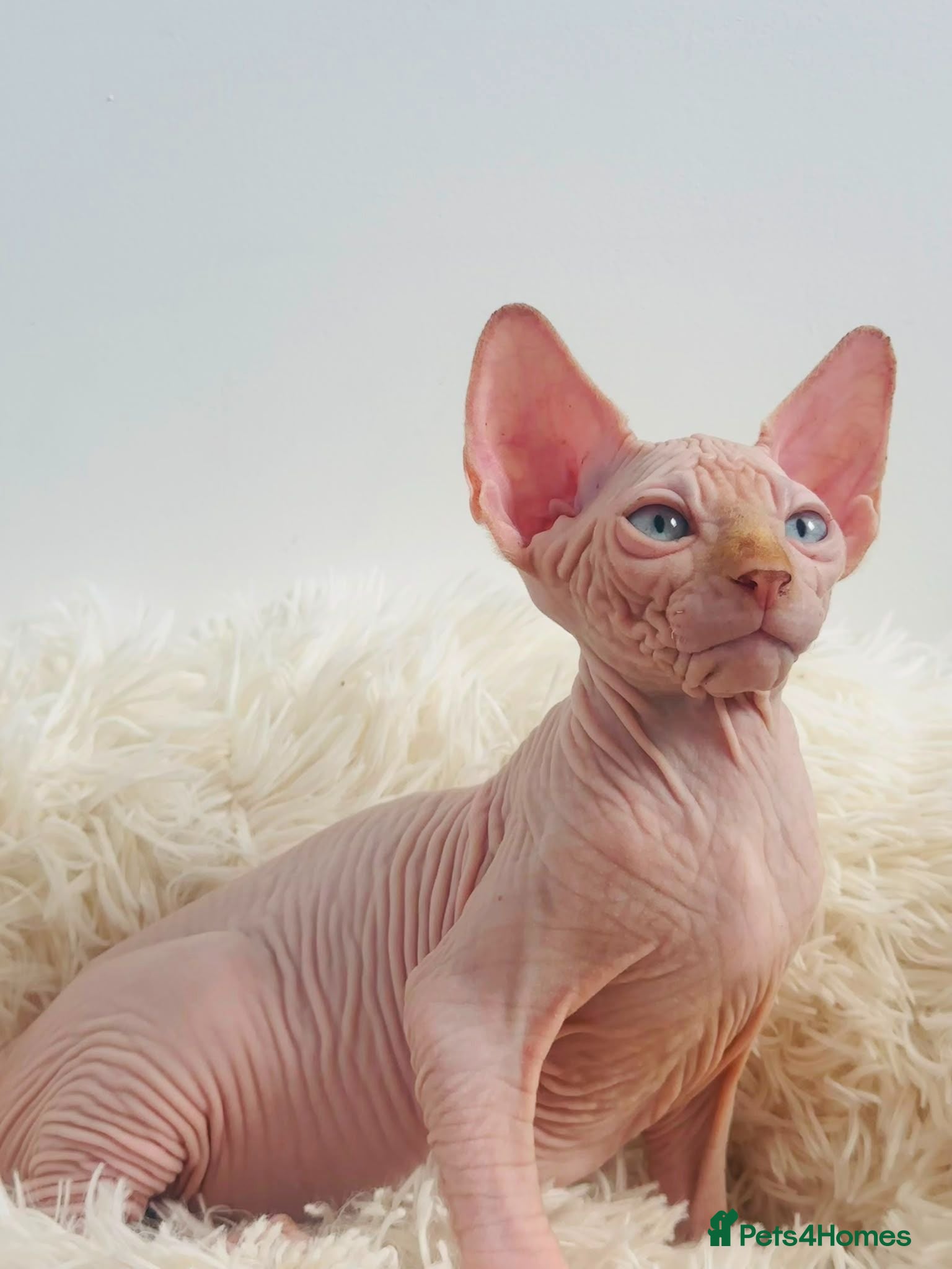 Sphynx cats Beautiful Canadian Sphynx Kittens Available 💎 - Advert 3