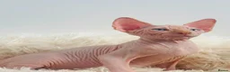 Sphynx cats for sale: Beautiful Canadian Sphynx Kittens Available 💎 - Advert 3