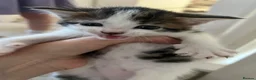 Mixed Breed cats for sale: 3 female kittens for sale - Advert 4