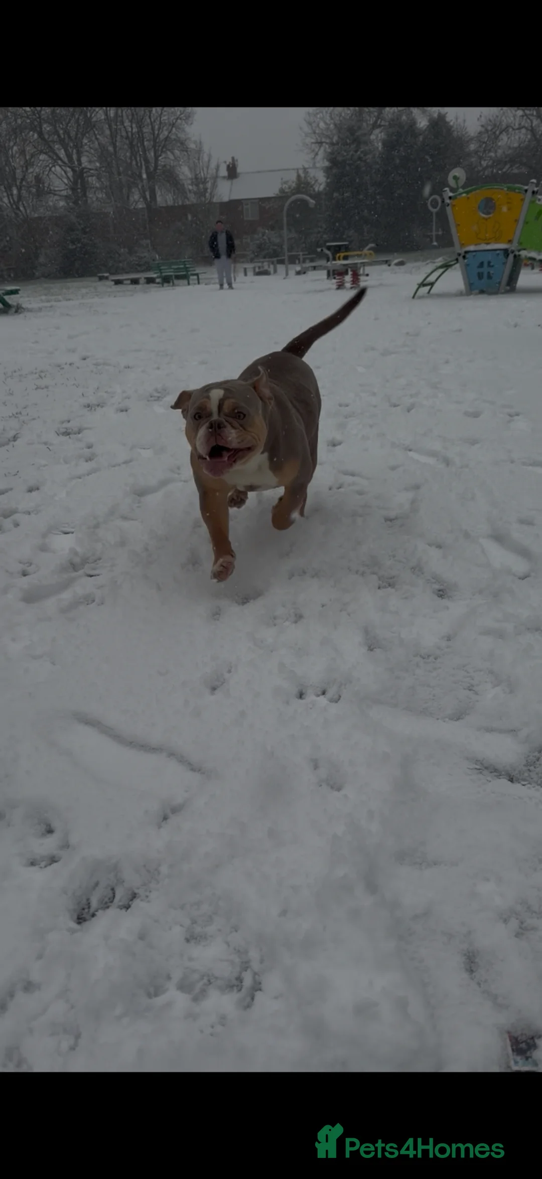 Olde English Bulldogge dogs for sale: 🏡 Loving Home Needed For My Beautiful Girl - Advert 2