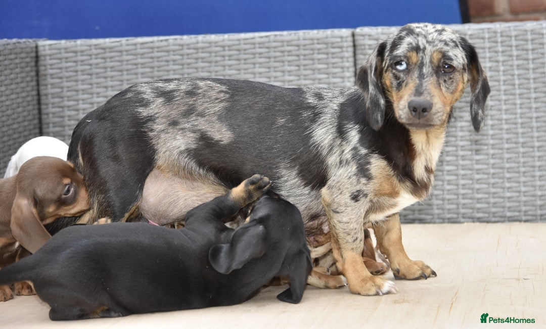 Dachshund dogs for sale: Stunning dachshund puppies  - Image 11