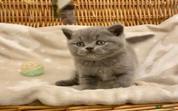 British Shorthair cats for sale: 🧸EXCEPTIONAL QUALITY PURE BREED BSH TEDDY BEARS🧸 - Advert 21