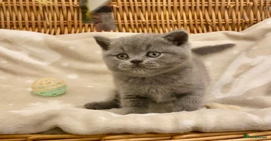 British Shorthair cats - Advert 9