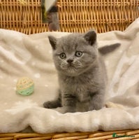 British Shorthair cats - Advert 5