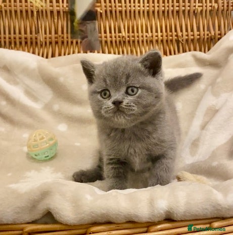 British Shorthair cats - Advert 16