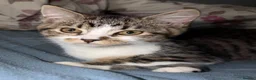 Scottish Fold cats for sale: Scottish fold  - Advert 2