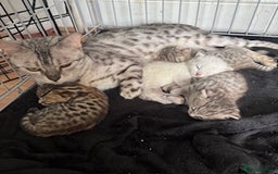 Bengal cats for sale: 4 Gorgeous Bengal Babies - Image 25