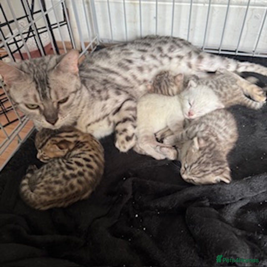 Bengal cats for sale: 4 Gorgeous Bengal Babies - Image 25