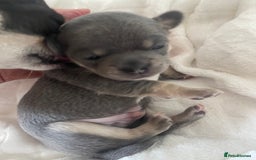 Chihuahua dogs for sale: Purebred chihuahua puppies - Image 4