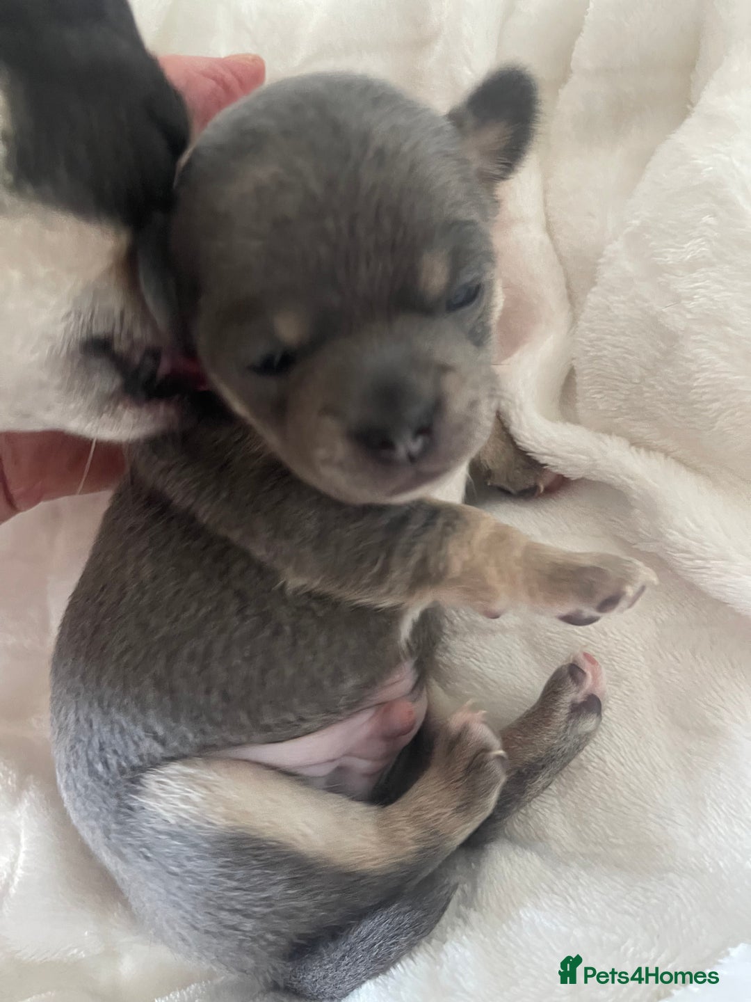 Chihuahua dogs for sale: Purebred chihuahua puppies - Image 4