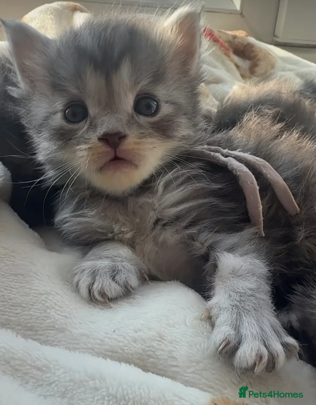 Maine Coon cats for sale: Pedigree maine coon kitten Angelica - Advert 1