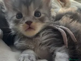 Maine Coon cats Pedigree maine coon kitten Angelica - Advert 11