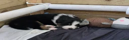 Australian Shepherd dogs for sale: 🐾 Beautiful Australian Shepherd (Aussie) Puppies  - Advert 16