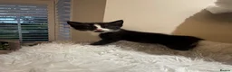 Mixed Breed cats for sale: Beautiful kittens looking for forever homes - Advert 37