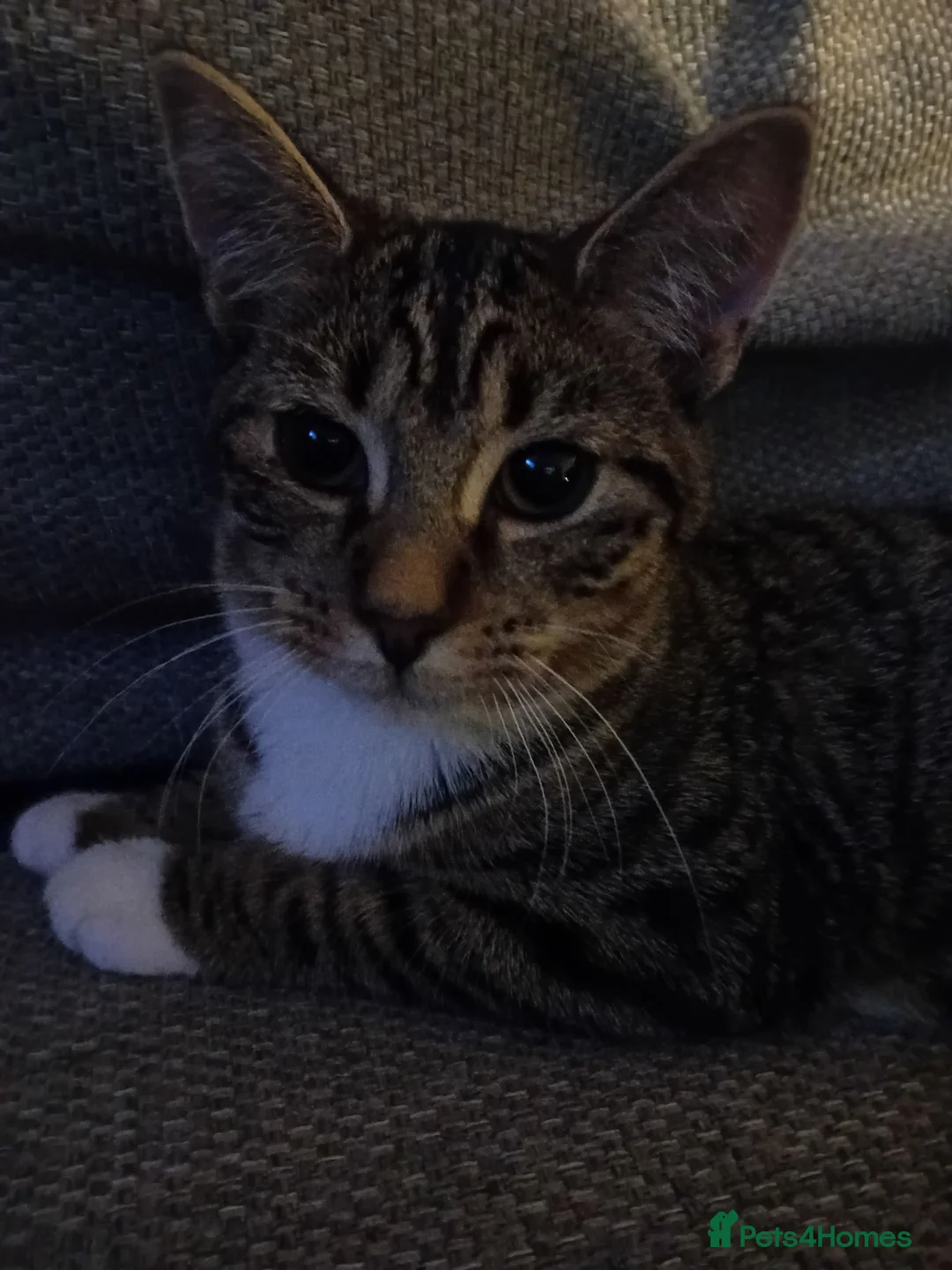 Mixed Breed cats for adoption: brother and sister looking for their forever home - Advert 6