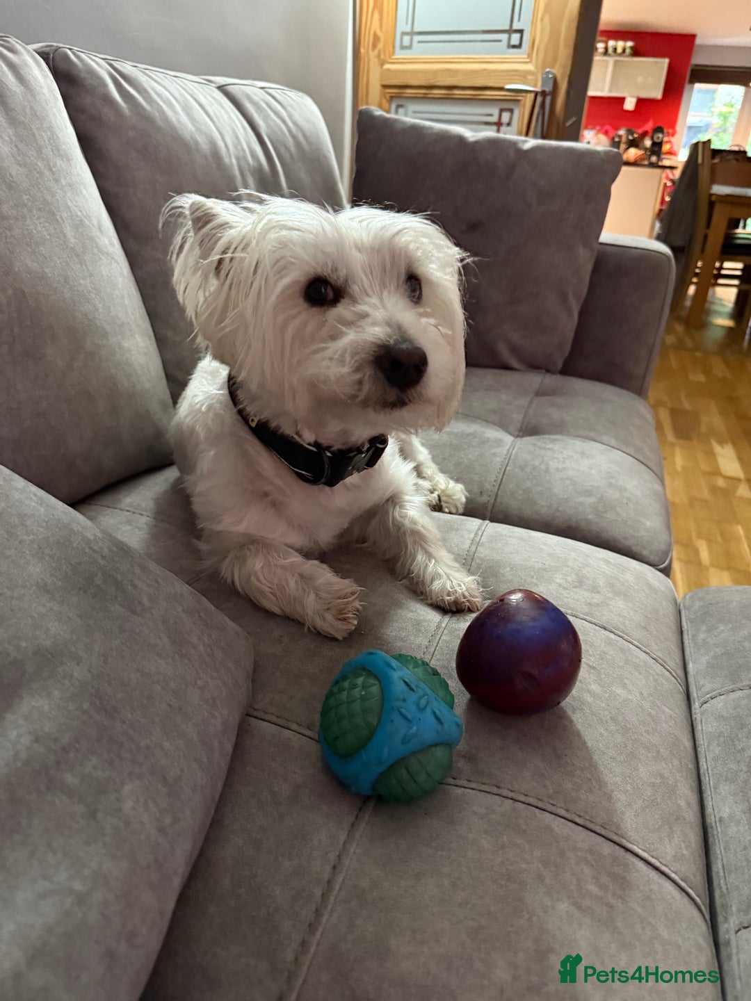 West Highland Terrier dogs for sale: Stunning Hand-Reared Westies – 4 Beautiful Boys - Image 9