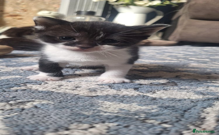 Domestic Shorthair cats - Advert 1
