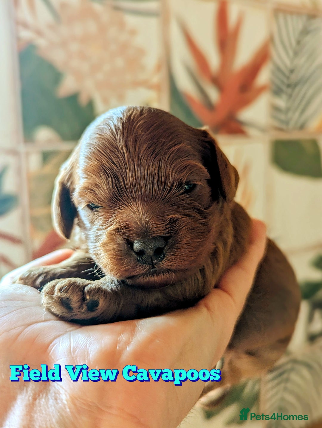 Cavapoo dogs for sale: F1 Extensively Health Tested Cavapoos  - Image 4