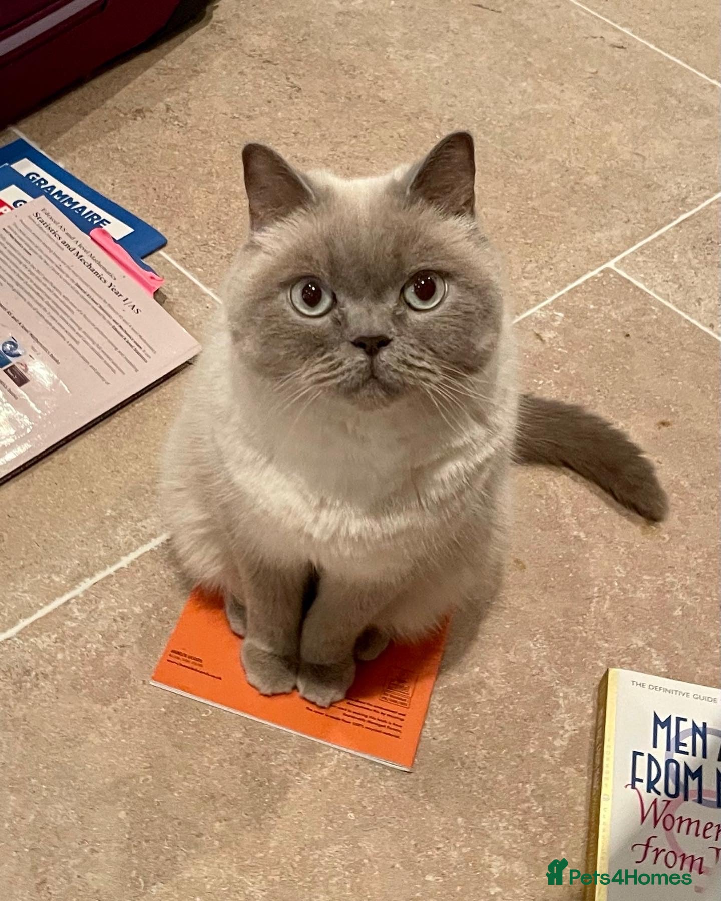 Persian cats Beautiful Persian cat looking for a loving home - Advert 9