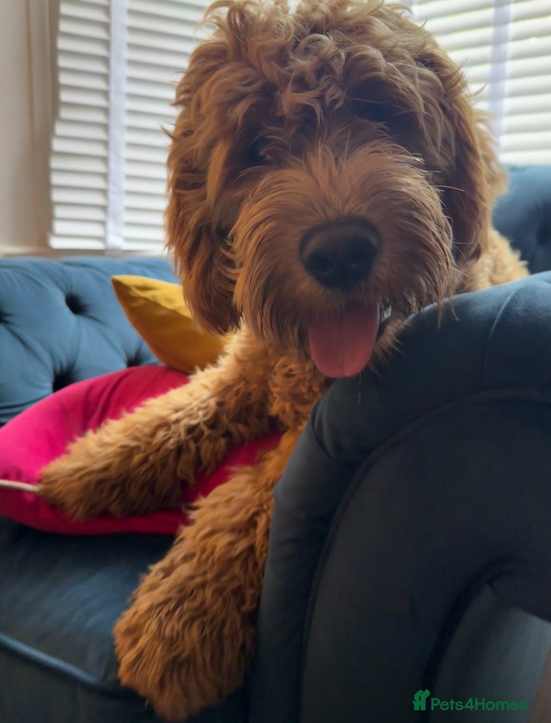 Mixed Breed dogs for sale: Female miniature Golden Doodle  - Image 1