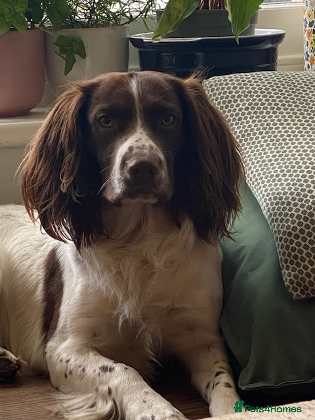 English Springer Spaniel dogs for stud: English Springer spaniel liver / white STUD  in Calne - Advert 2