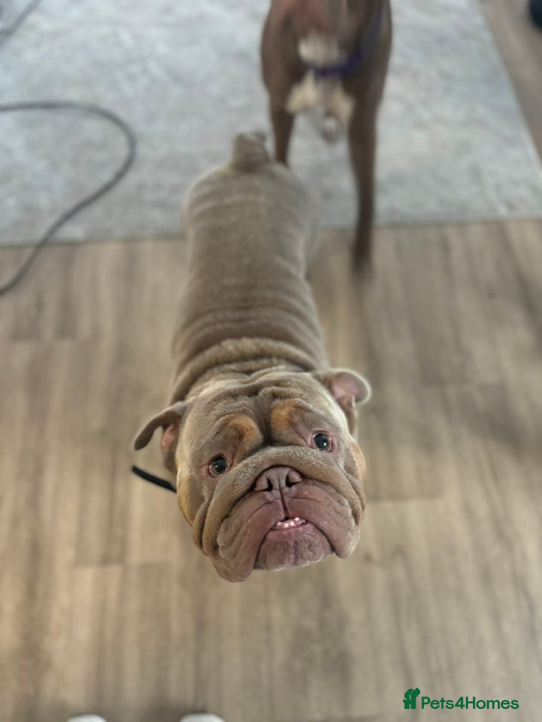 English Bulldog dogs for stud: English Bulldog (Stud) - Advert 2