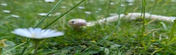 Python Snake reptiles for sale: Super pastel butter royal python - Advert 4