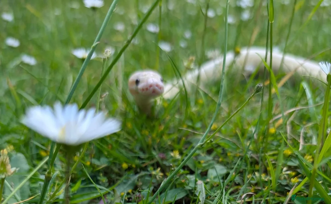 Python Snake reptiles for sale: Super pastel butter royal python - Advert 4