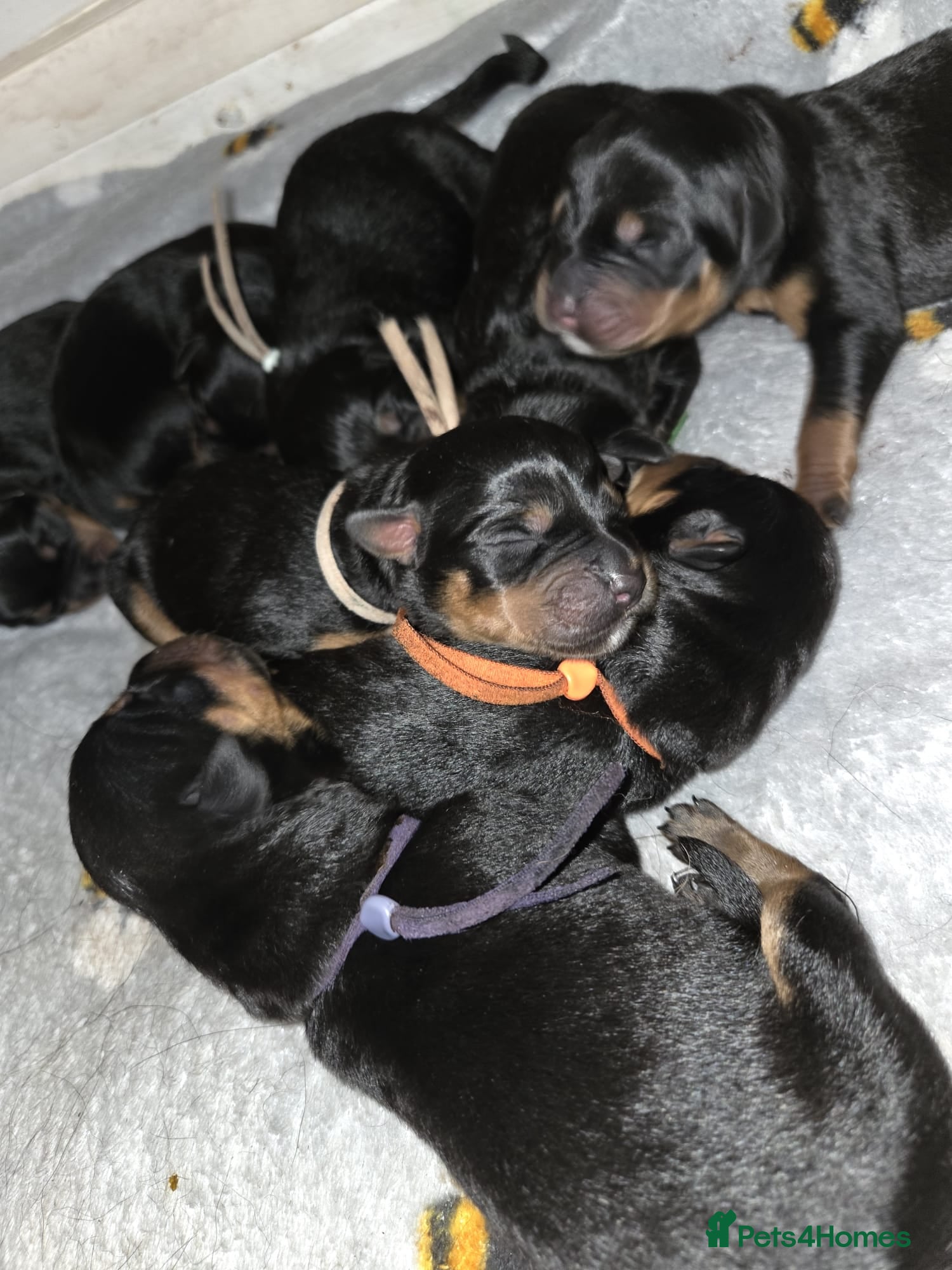 Rottweiler dogs for sale: Beautiful rottweiler puppies  - Advert 12