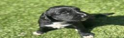 Mixed Breed dogs for sale: Cocker X Collie Puppies - Advert 3