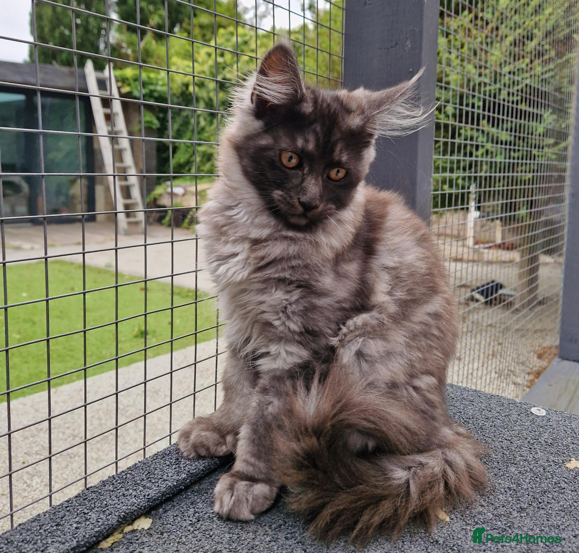 Maine Coon cats Rare blue smoke russian line mainecoons - Advert 2