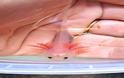 Axolotl reptiles for sale: Axolotls  - Image 18